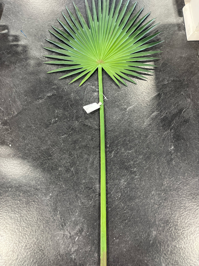 FAN PALM LEAF STEM 33"