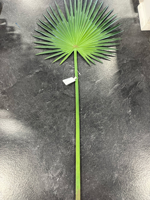 FAN PALM LEAF STEM 33"