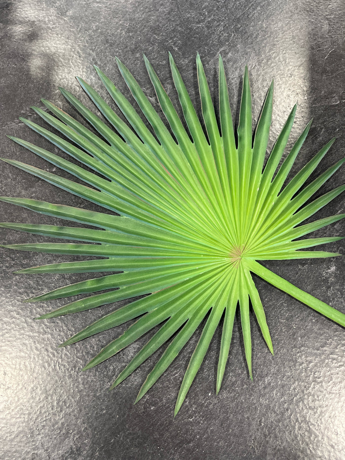 FAN PALM LEAF STEM 33"