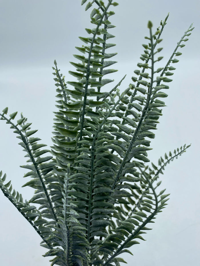 FERN BUSH POWDERED 20"