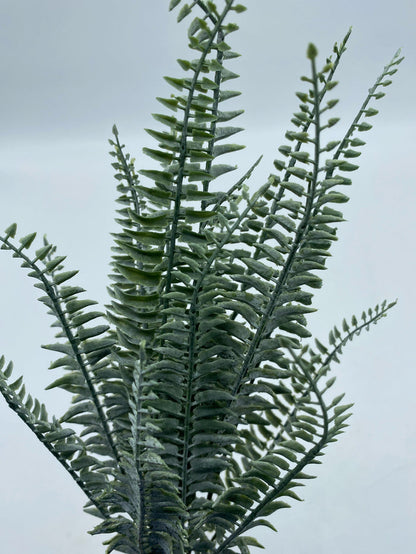 FERN BUSH POWDERED 20"