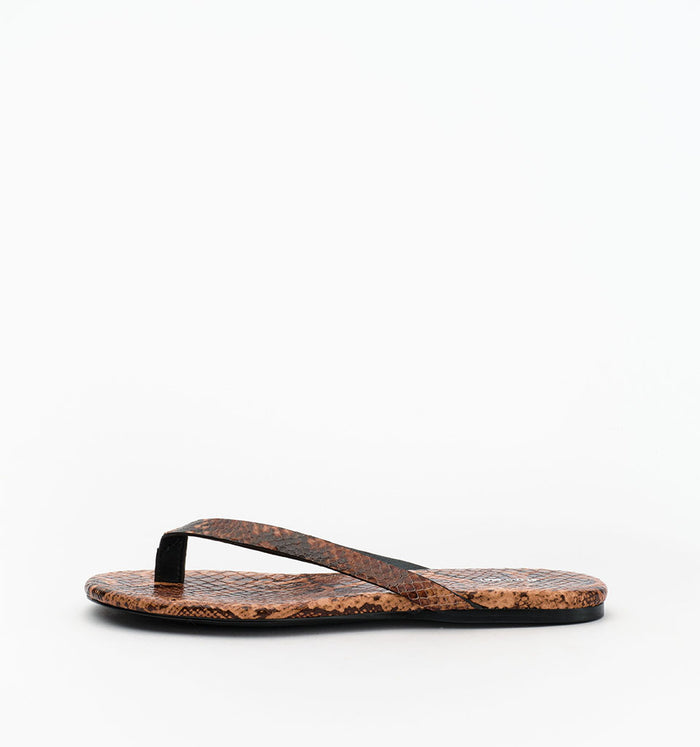Coral Snake / 35