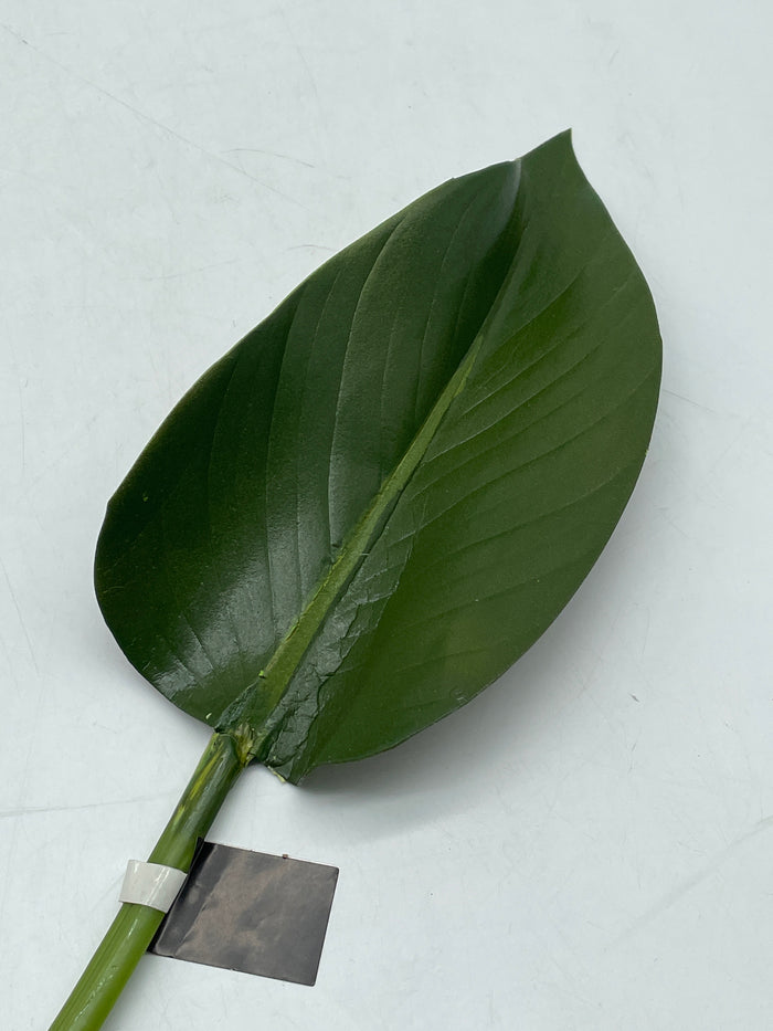 SILK RUBBER FIG LEAF STEM
